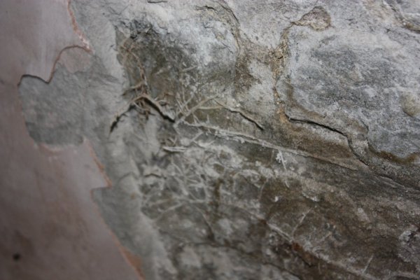 dryrot.jpg