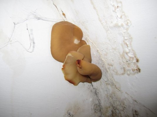 rot pic.jpg