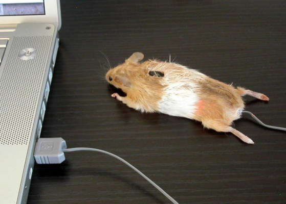 Mouse-Mouse.jpg Mouse-Mouse.jpg