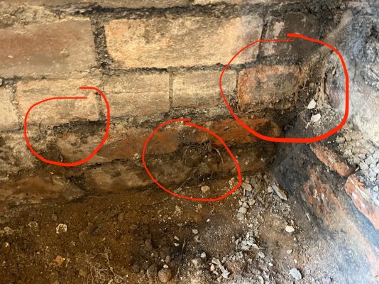 Mycelium in chimney.jpeg