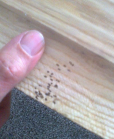 smallspots2.jpg