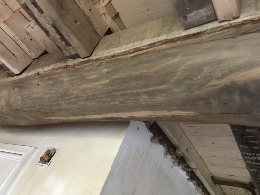 woodworm 4.jpg woodworm 4.jpg