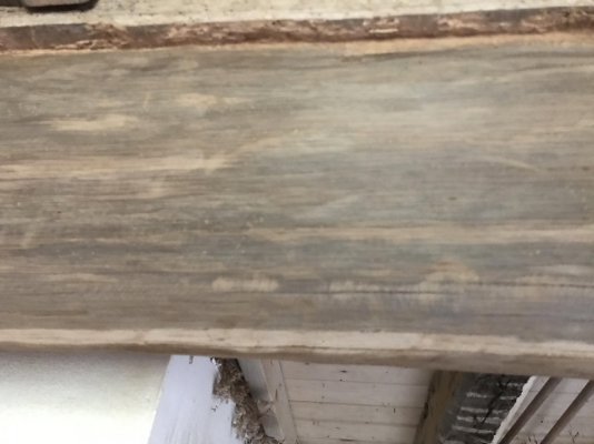 woodworm 5.jpg woodworm 5.jpg